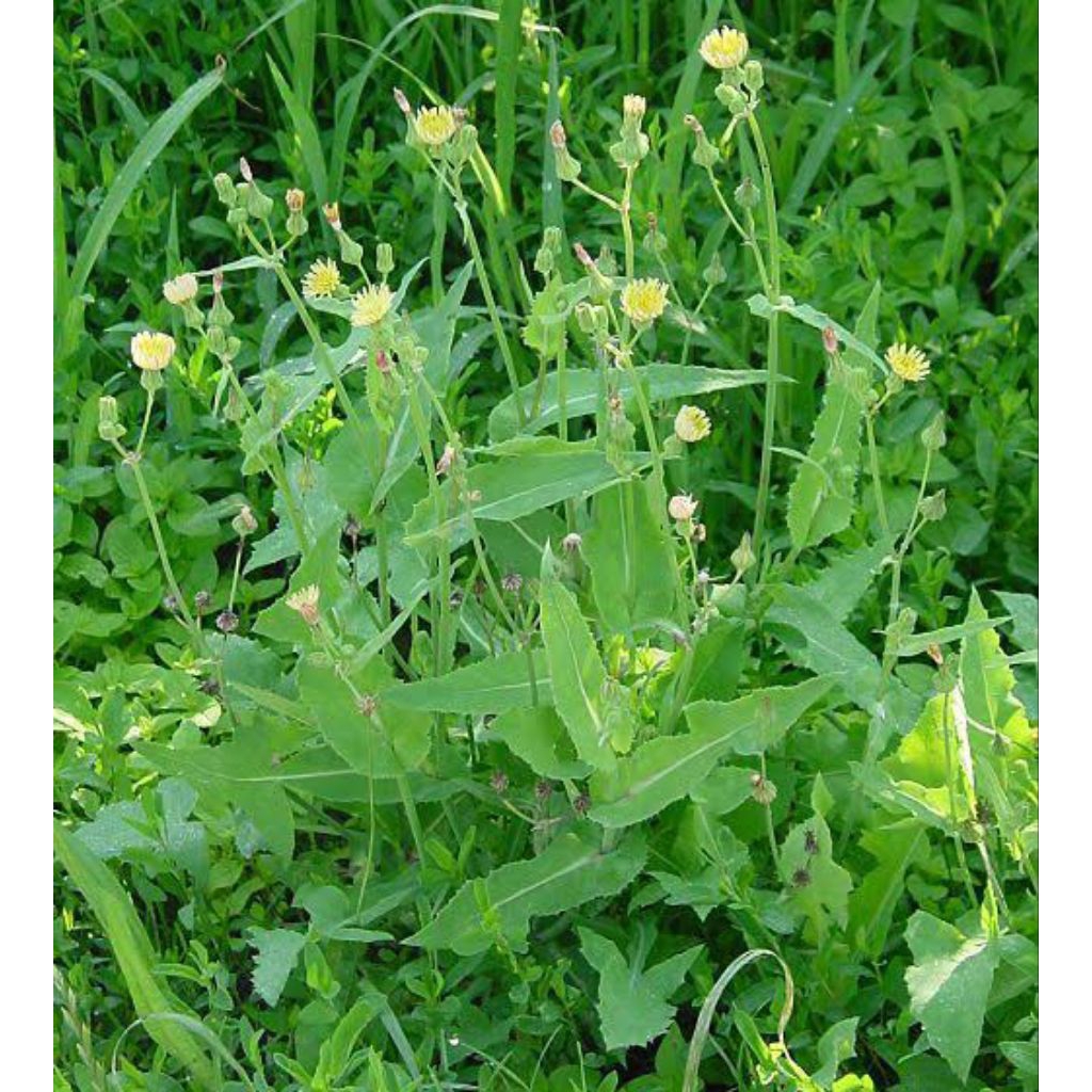 

DAUN TEMPUYUNG TERMURAH FRESH 500GR