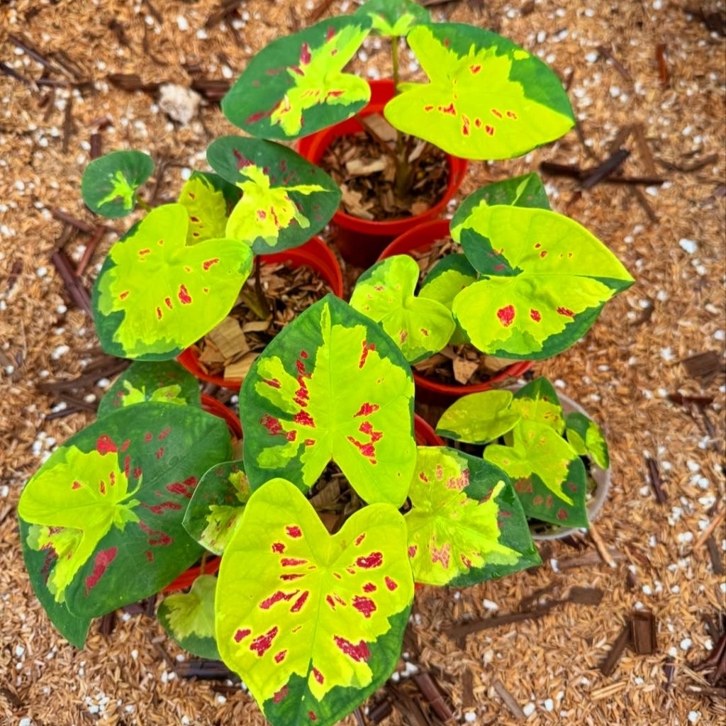 Tanaman Hias Keladi Yellow Flass Bunga Hias Keladi Caladium Anakan Murah BUKAN BONGGOL Tanaman Hidup