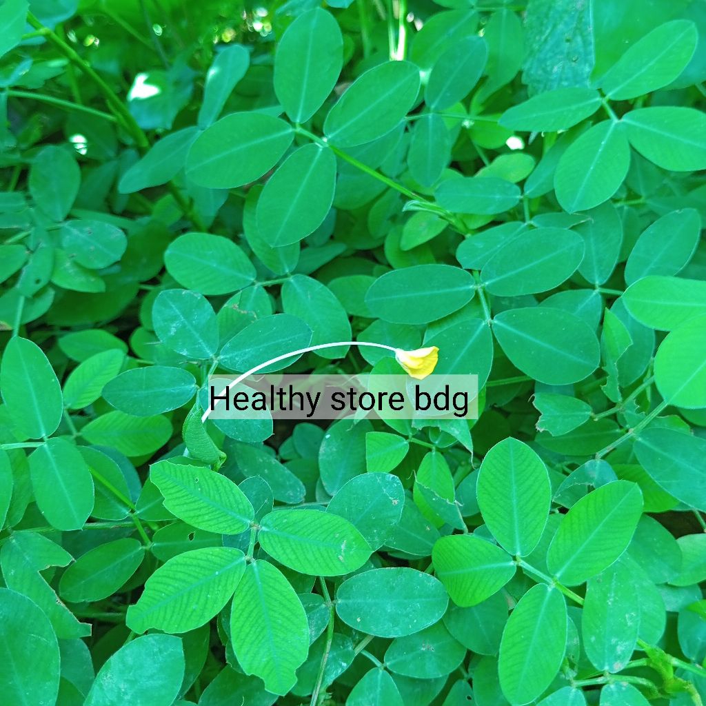 

Daun landep atau kacangan segar 1 kg