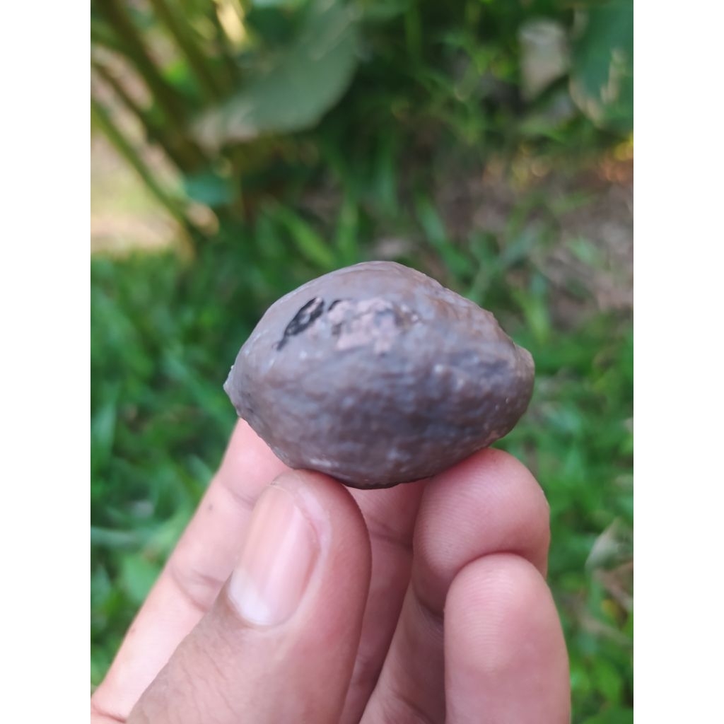 Muncang adu Yanti denpom Batok Tebal