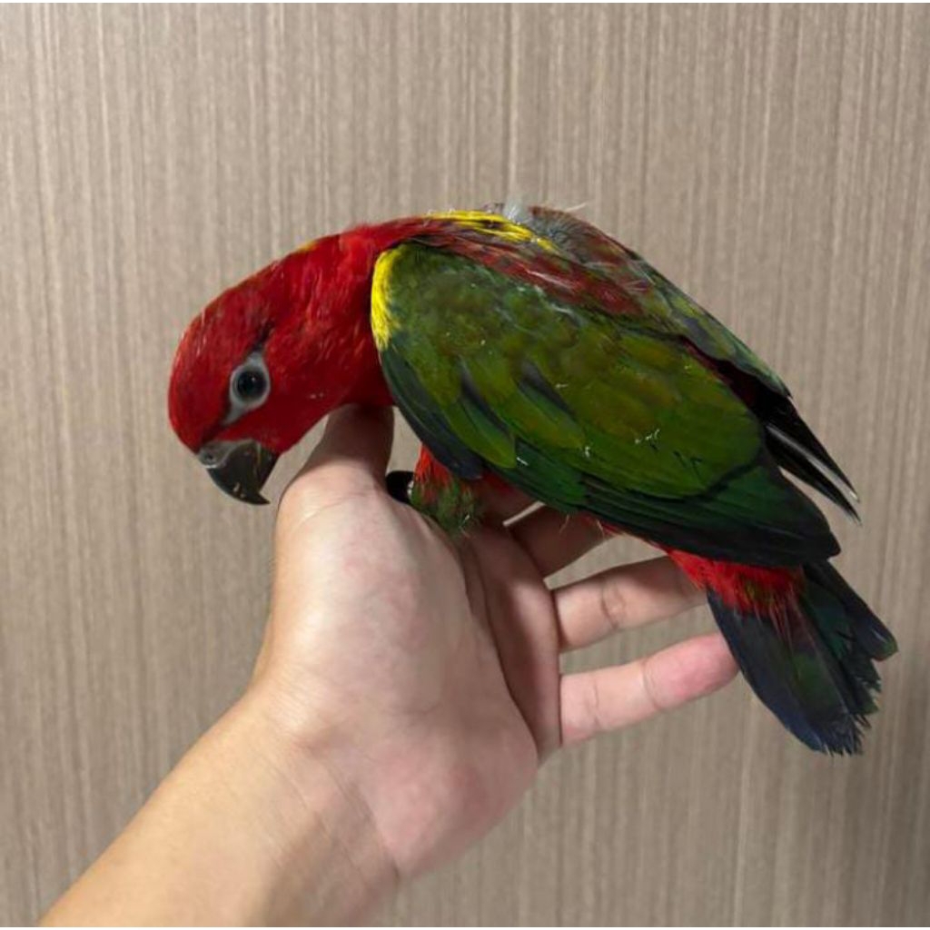 

Telur burung Nuri Ternate untuk ditetaskan