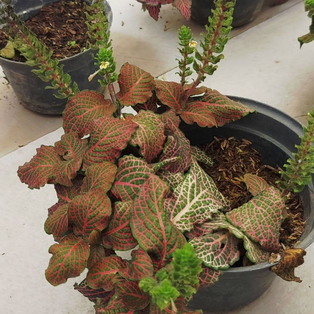 Tanaman Hias Daun Cantik Vitonia Besar Vitonia Merah Kuning Fittonia Vittonia – Nerve Plant