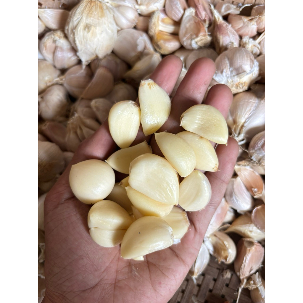

BAWANG KATING KUPAS MURAH