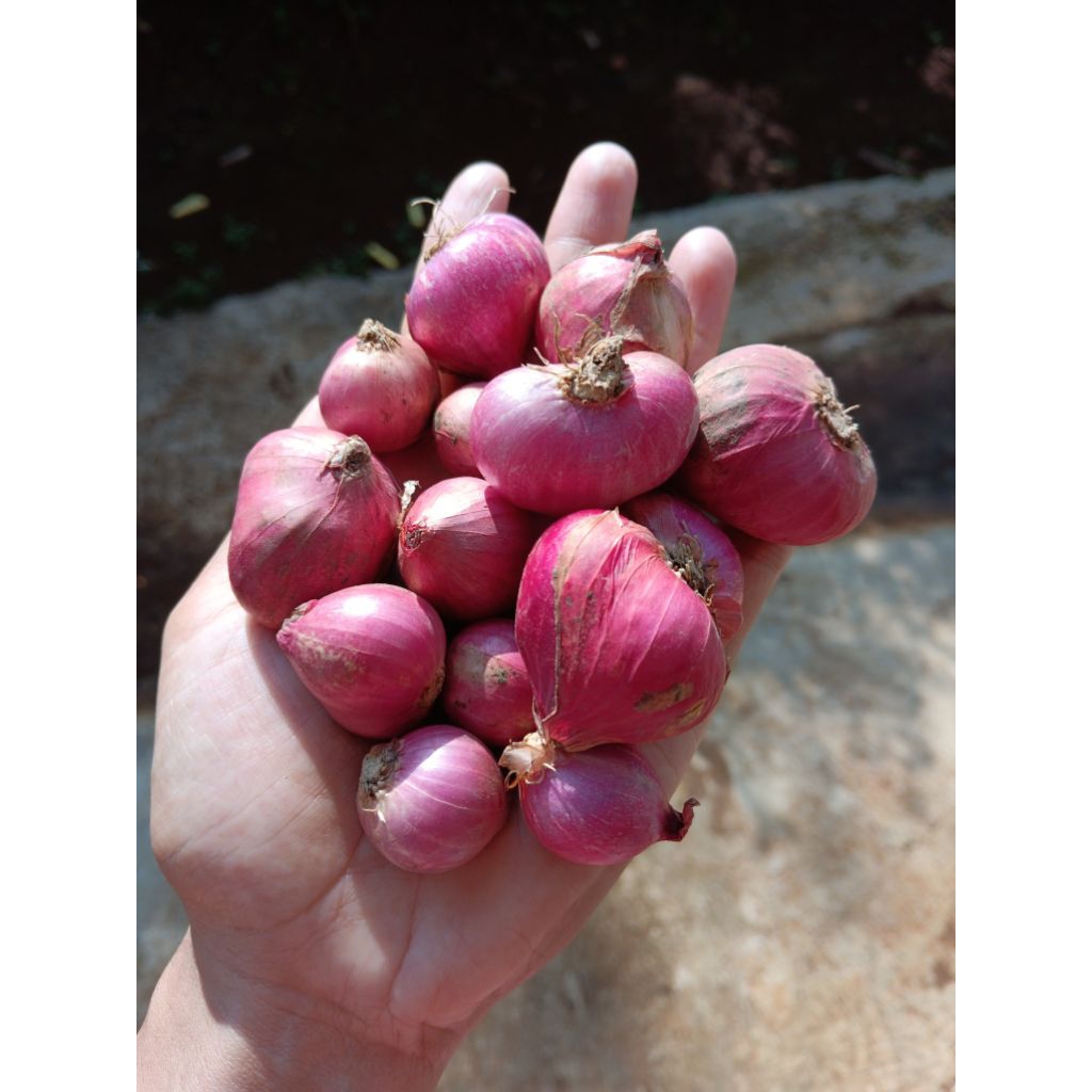 

ELSHOP Bawang Merah Super & Tanggung Murah 1 Kg | Bawang Merah Nganjuk/Lokal