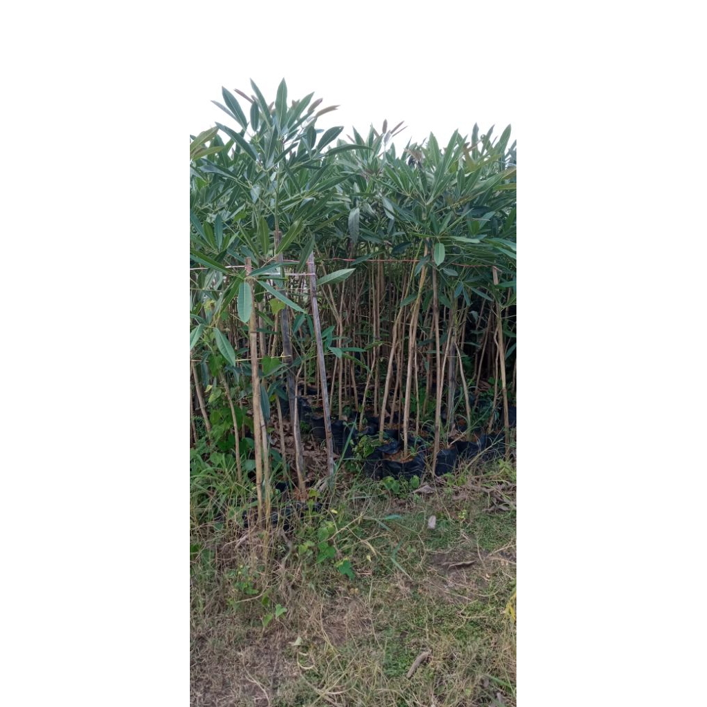 bibit Tabebuya kuning tinggi 1-2 meter