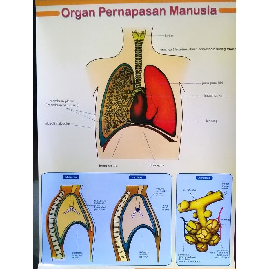 

Alat Peraga Poster Organ Pernapasan Manusia