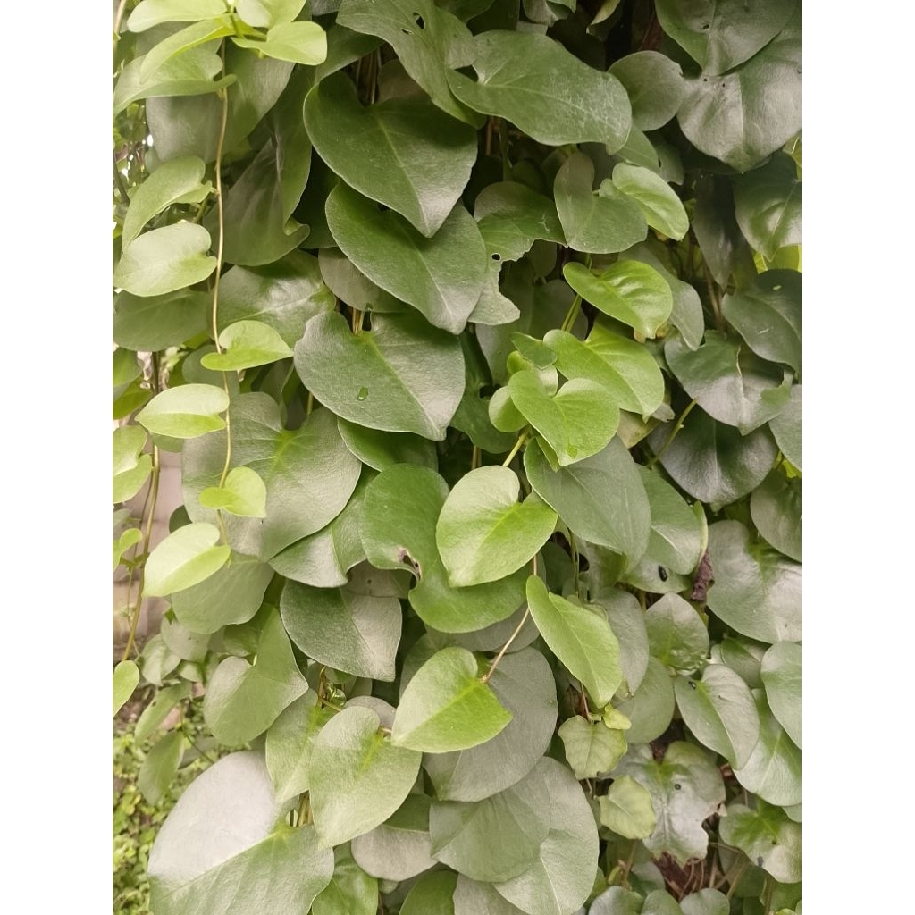 

Daun Binahong seger banyak manfaat 50 gram