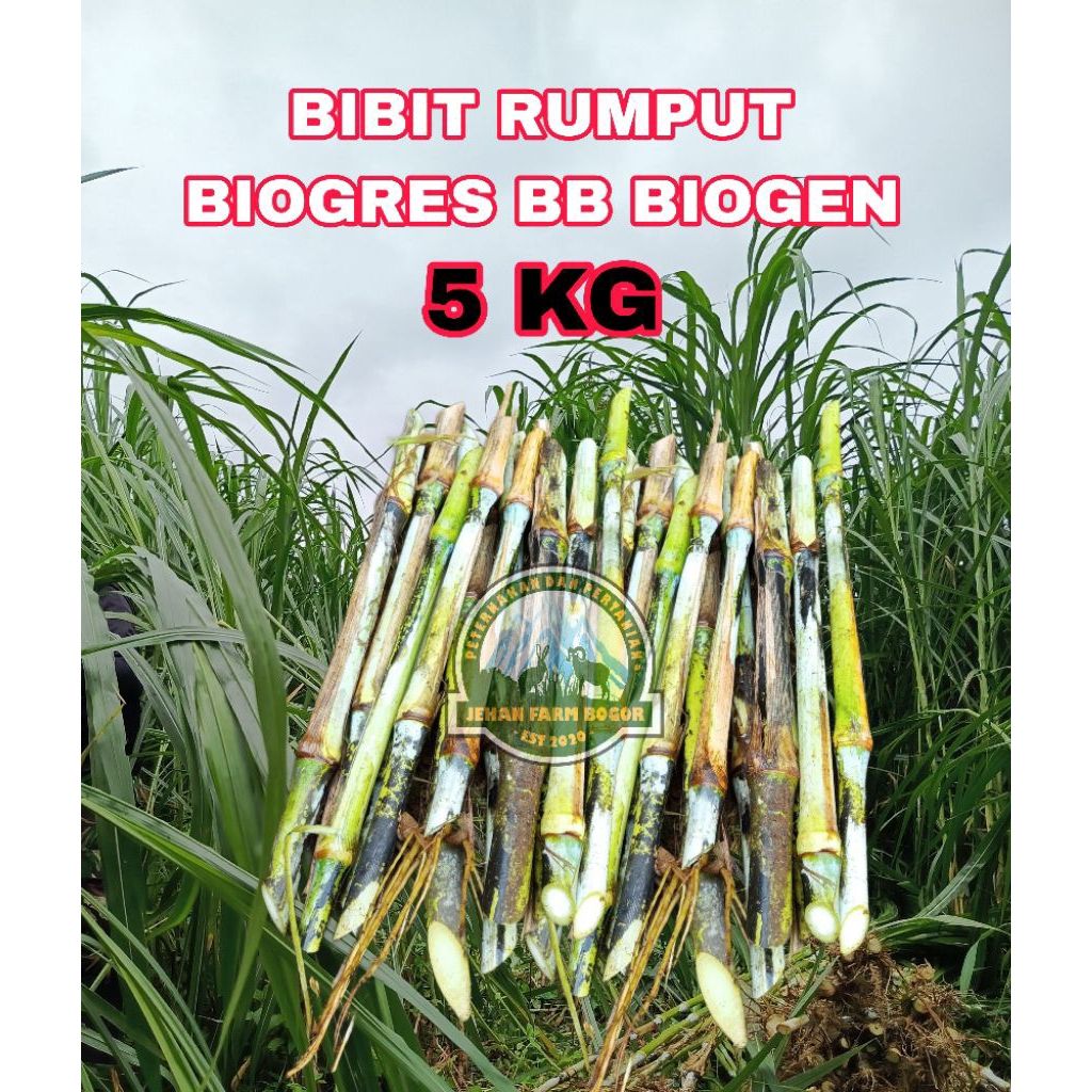 BIBIT BIOGRESS BB BIOGEN 5 KG
