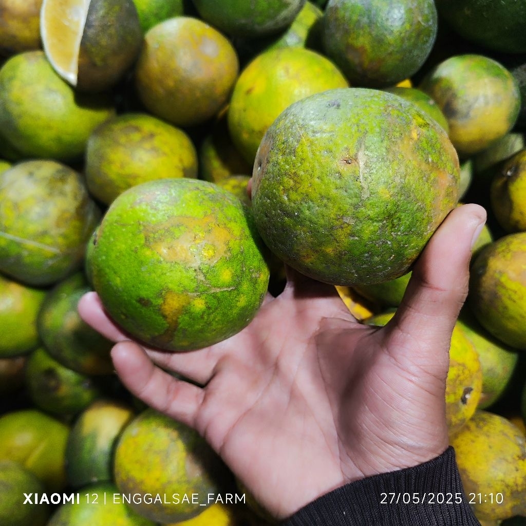 

Jeuk Sunkist Baby Java manis alami cocok untuk Jeruk Peras atau iris ¼ KG