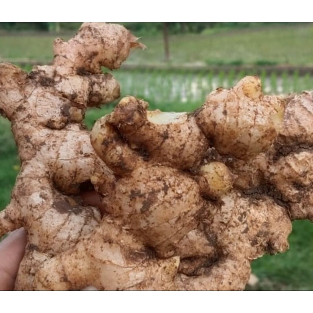 

JAHE GAJAH SUPER DAN BERKUALITAS ISI 1KG