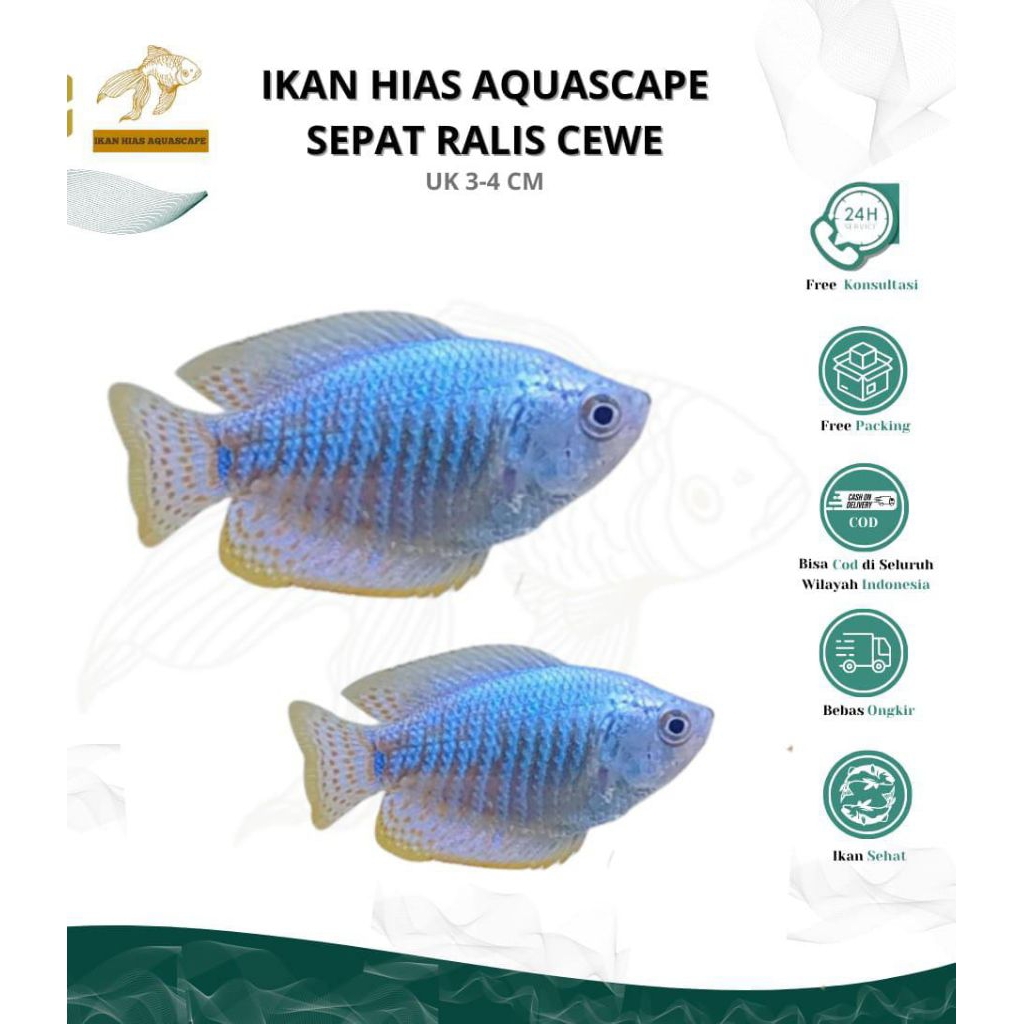hiasan aquascpe pembersih lumut alga ikan hias