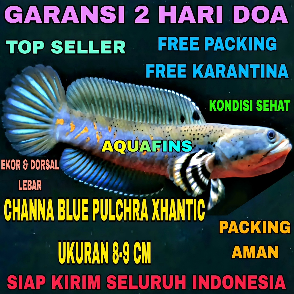 HIASAN SNAKEHEAD CHANNA GABUS BLUE PULCHRA XHANTIC UKURAN 8-9 CM