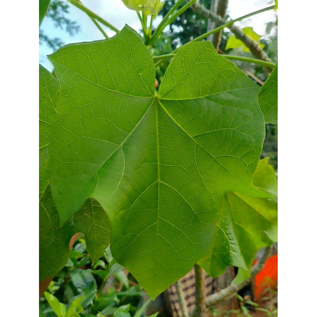 

Daun jarak Perhelai-Daun Herbal Alami Berkualitas