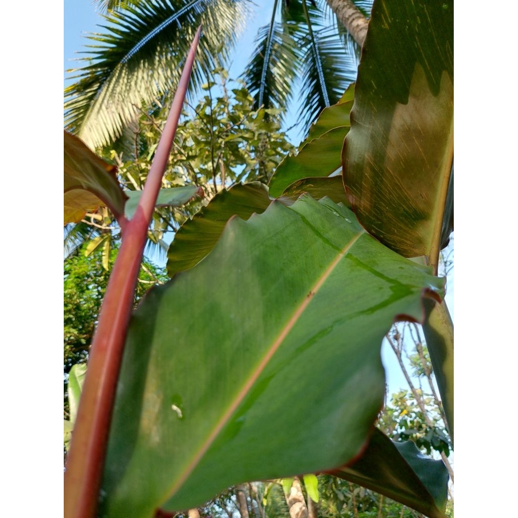 

Daun Kecombrang Comrang Honye Daun Romeh Fresh 10 Lembar