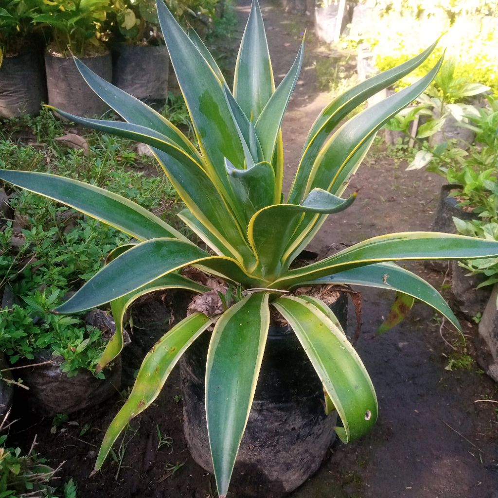 agave desmetiana variegata