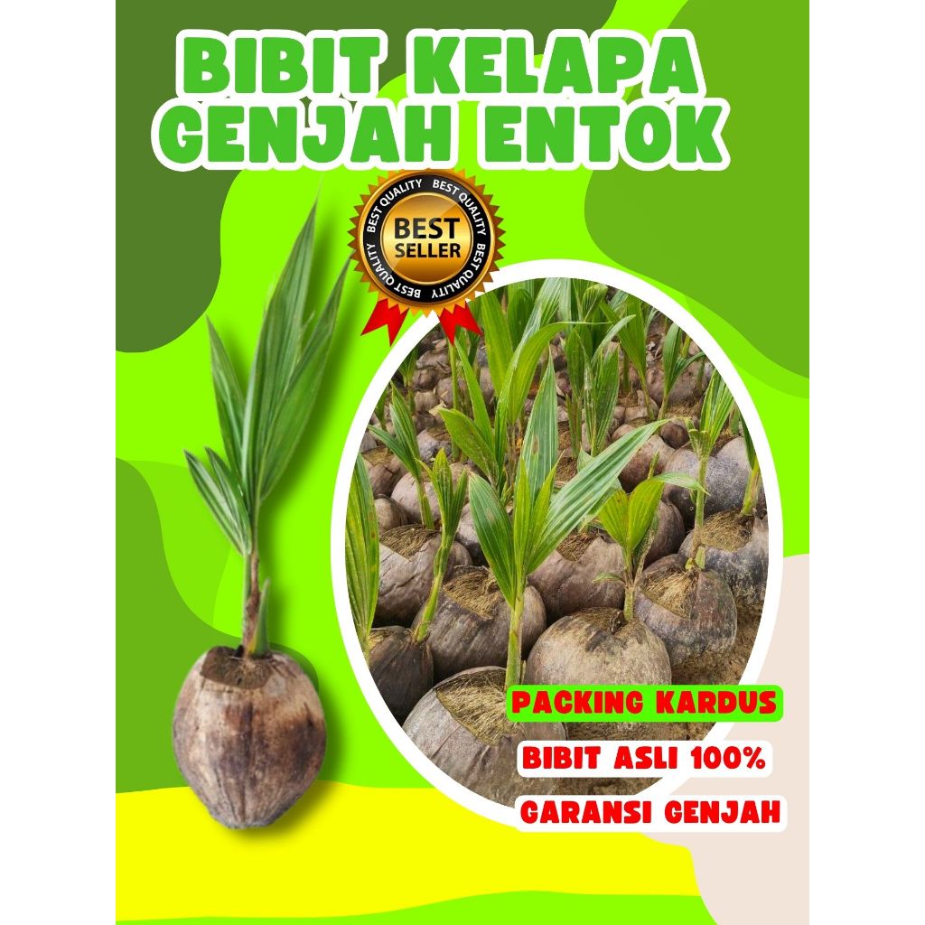 BIBIT UNGGUL.. Pohon Kelapa Genjah Pendek, Pohon Kelapa Genjah Entok