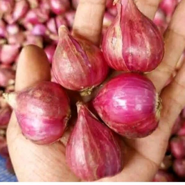 

Bawang Merah Probolinggo Tanggung Besar kemasan 1 kg