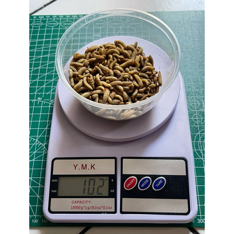 MAGGOT BSF FRESH HIDUP grade A