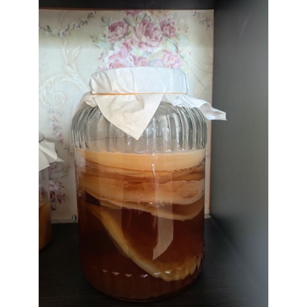

kombucha scoby free starter