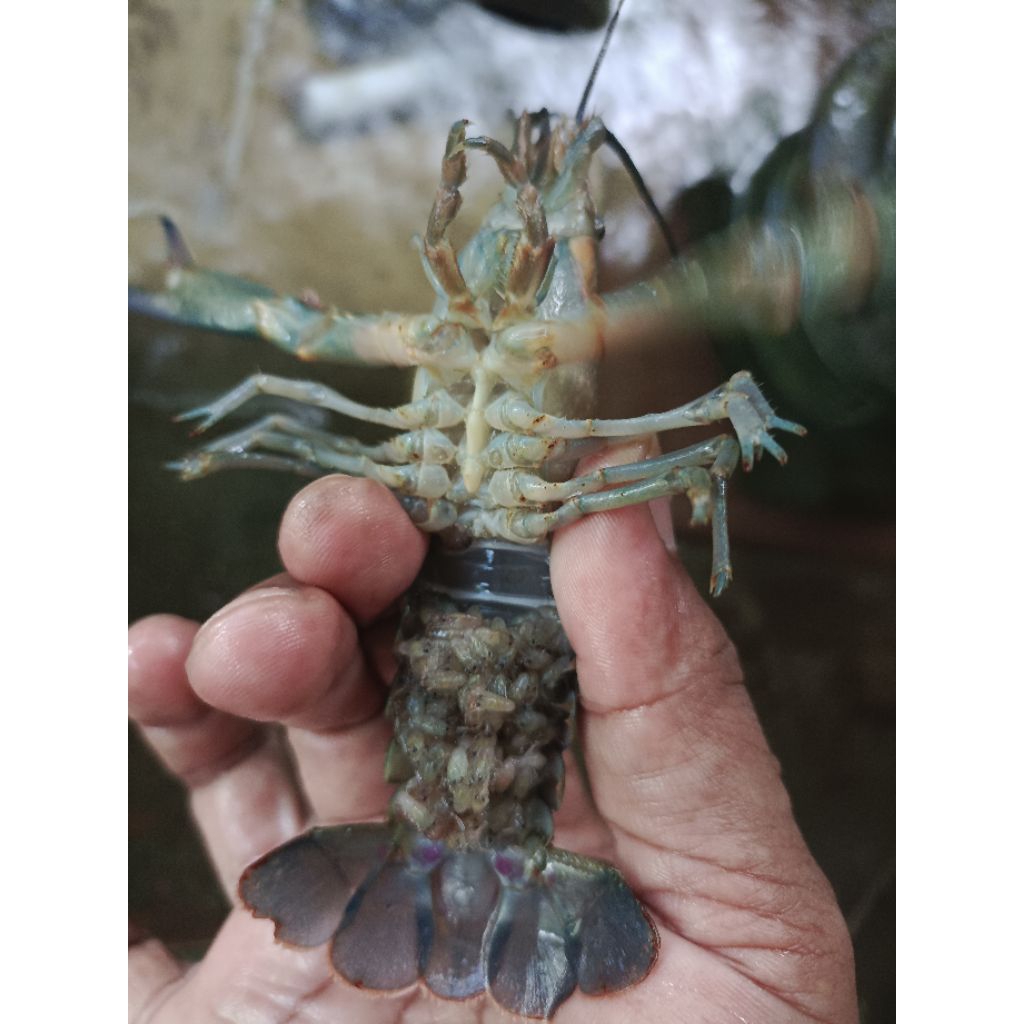 indukan lobster air tawar