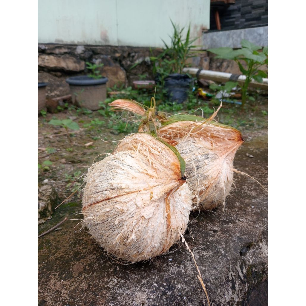 

Kelapa Super untuk santan, olahan dapur