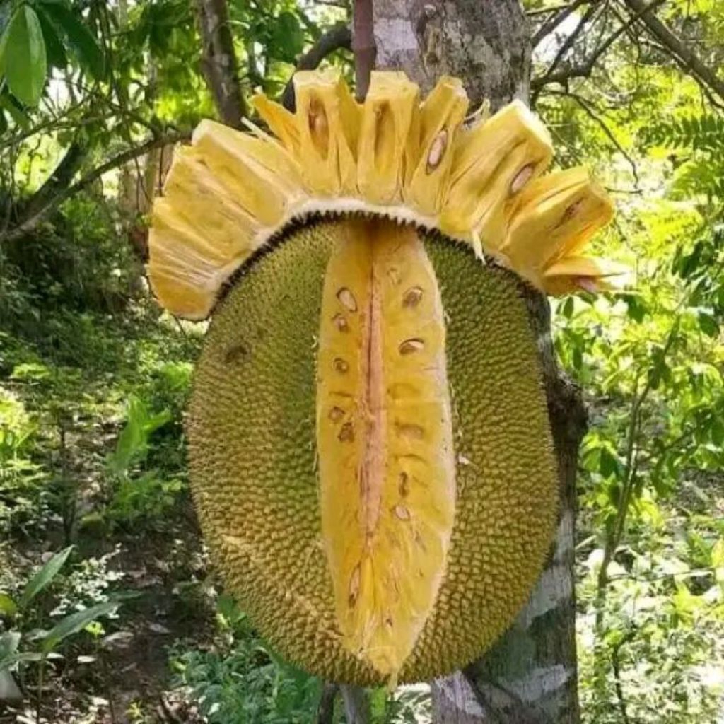 

buah nangka asli dari Jawa enak rasanya tebel pula dagingnya murah'meriah