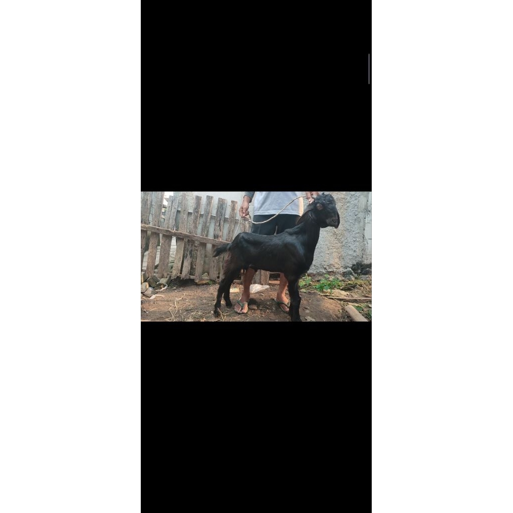 

kambing Jawa bulu hitam mulus