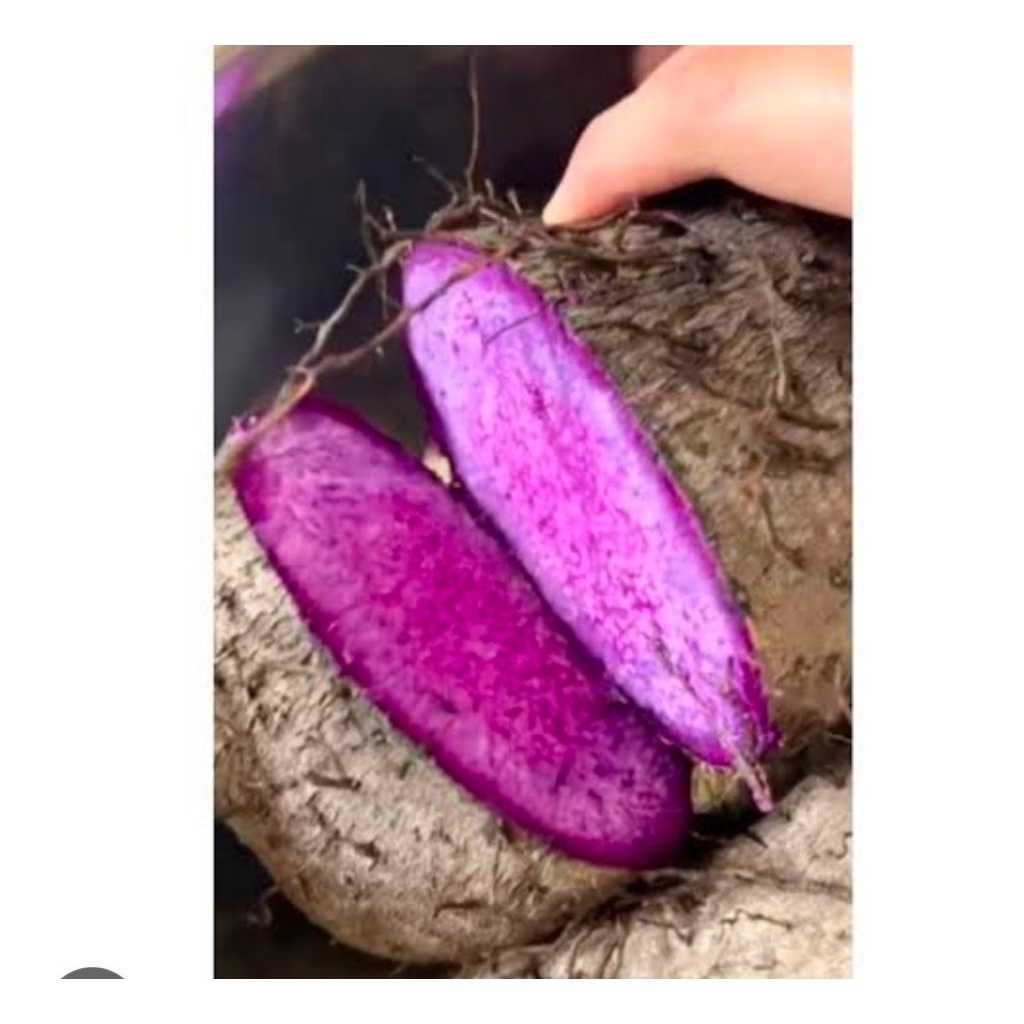 

ubi uwi manis gurih fres 1 kg