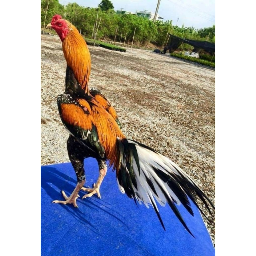 

Telur Ayam Ekor Lidi asli Fertil siap untuk ditetaskan