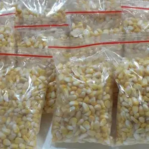 

JAGUNG MANIS MADU PIPIL 500 GRAM