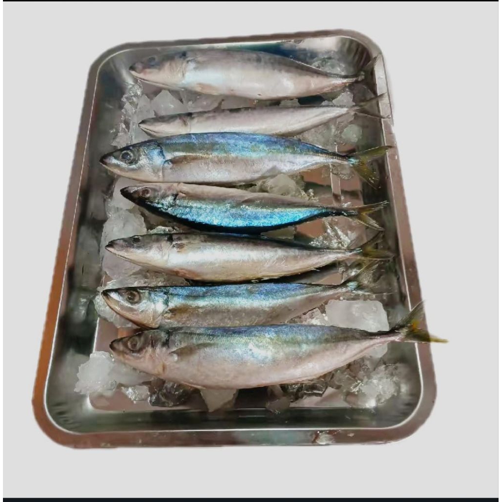 

ikan layang fresh dan beku 1 kg(6-8ekor)