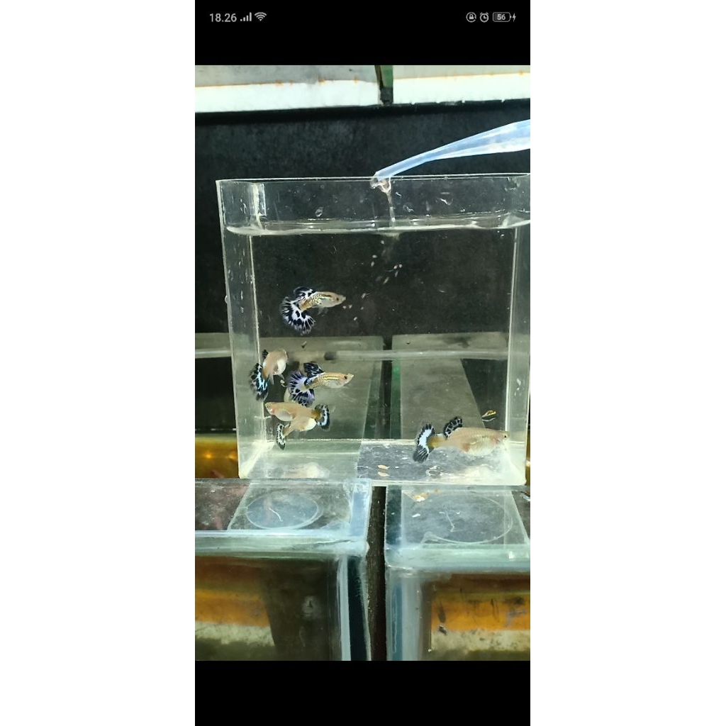 Guppy Snack Skin Blue Ivory 1 Pasang