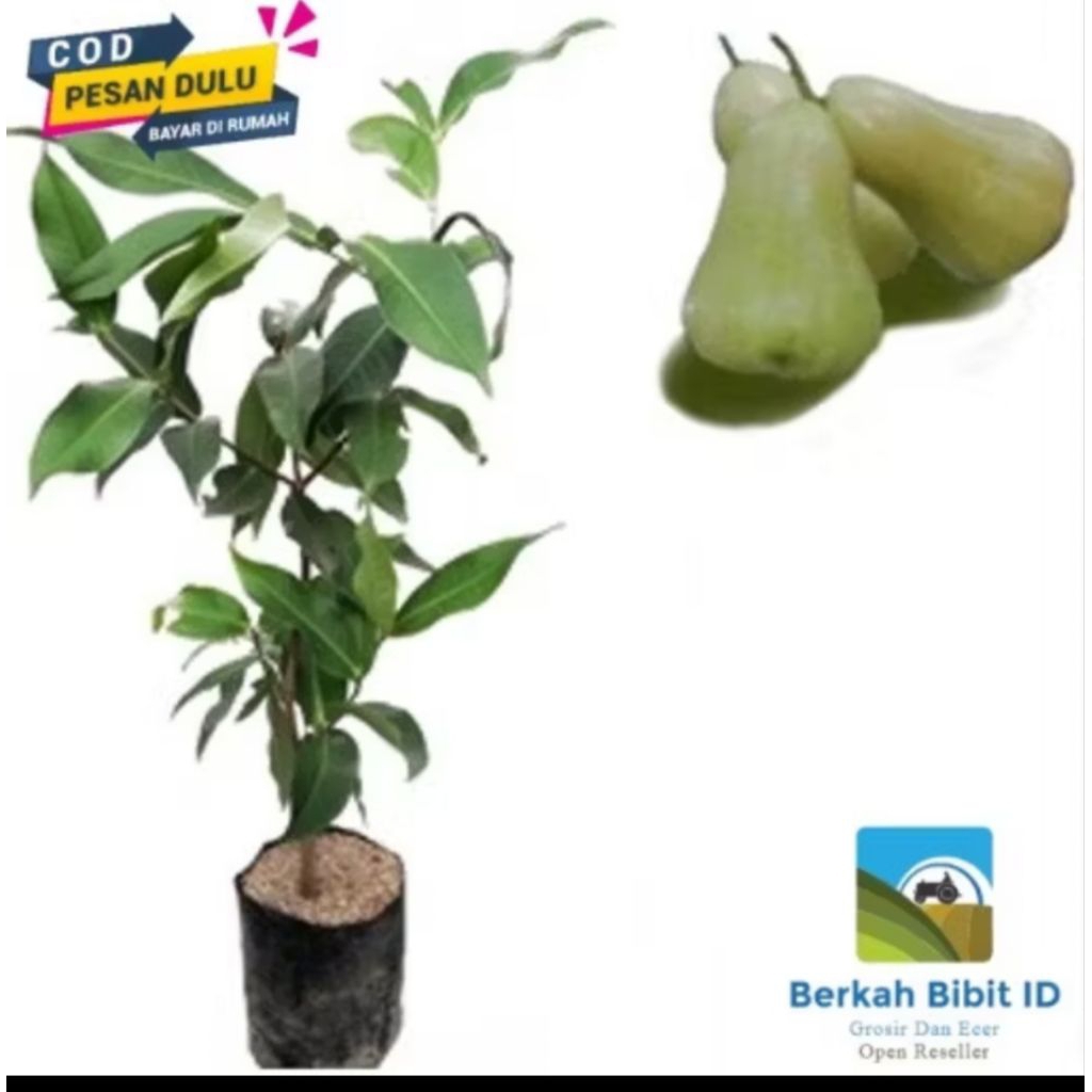bibit jambu air Taiwan super green super
