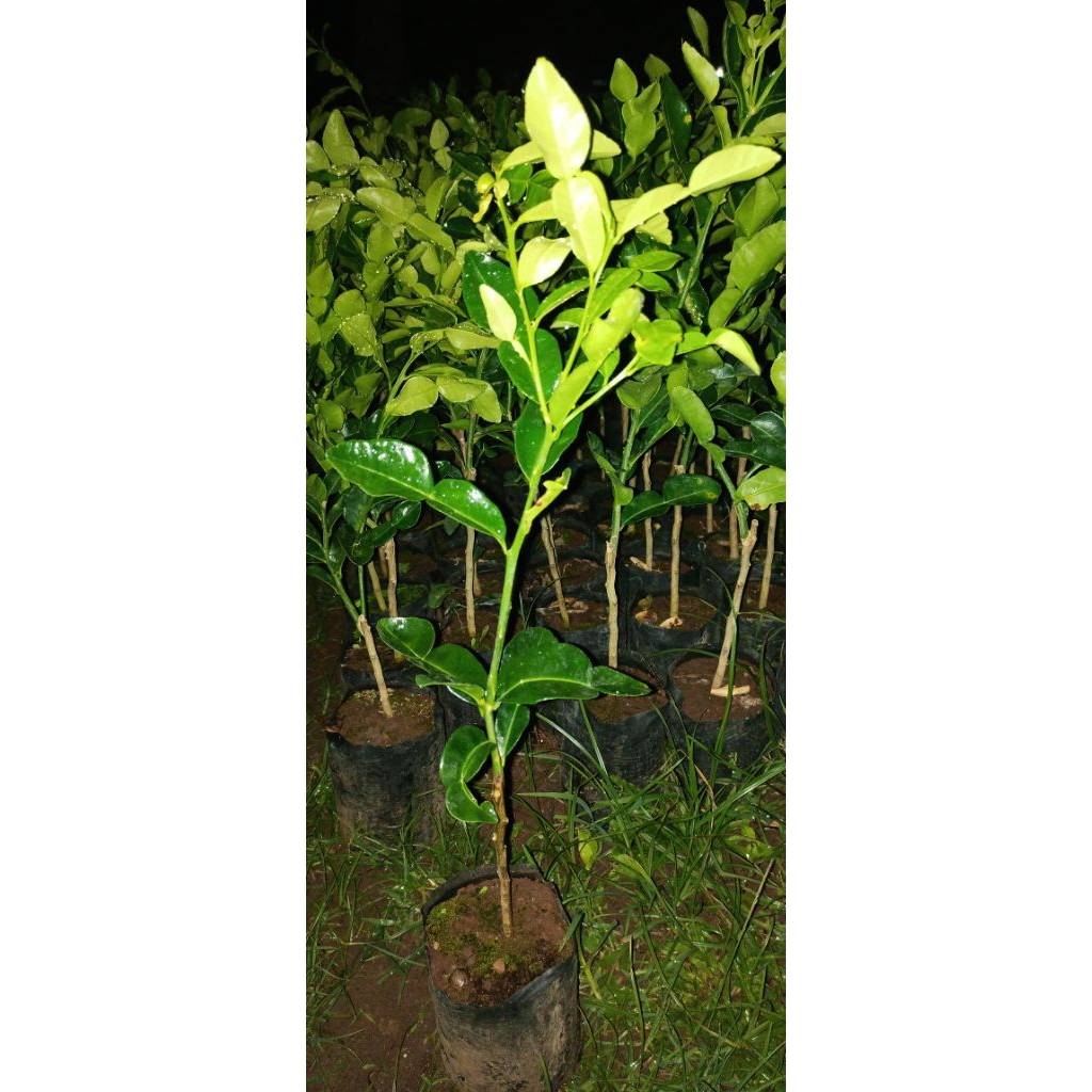 

bibit jeruk purut, purut, jeruk sayur, jeruk