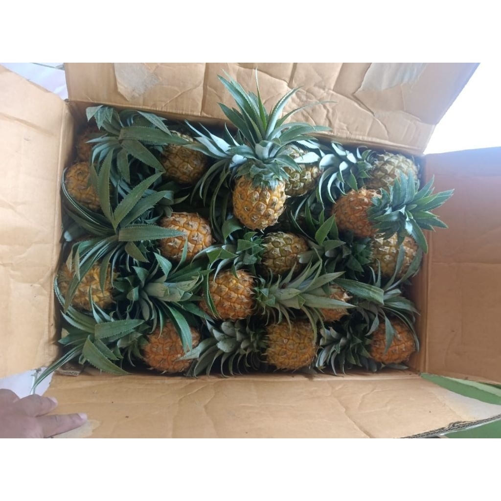 

Nanas Madu Nanas Manis Nanas Fresh Nanas Belik Pemalang Grade B