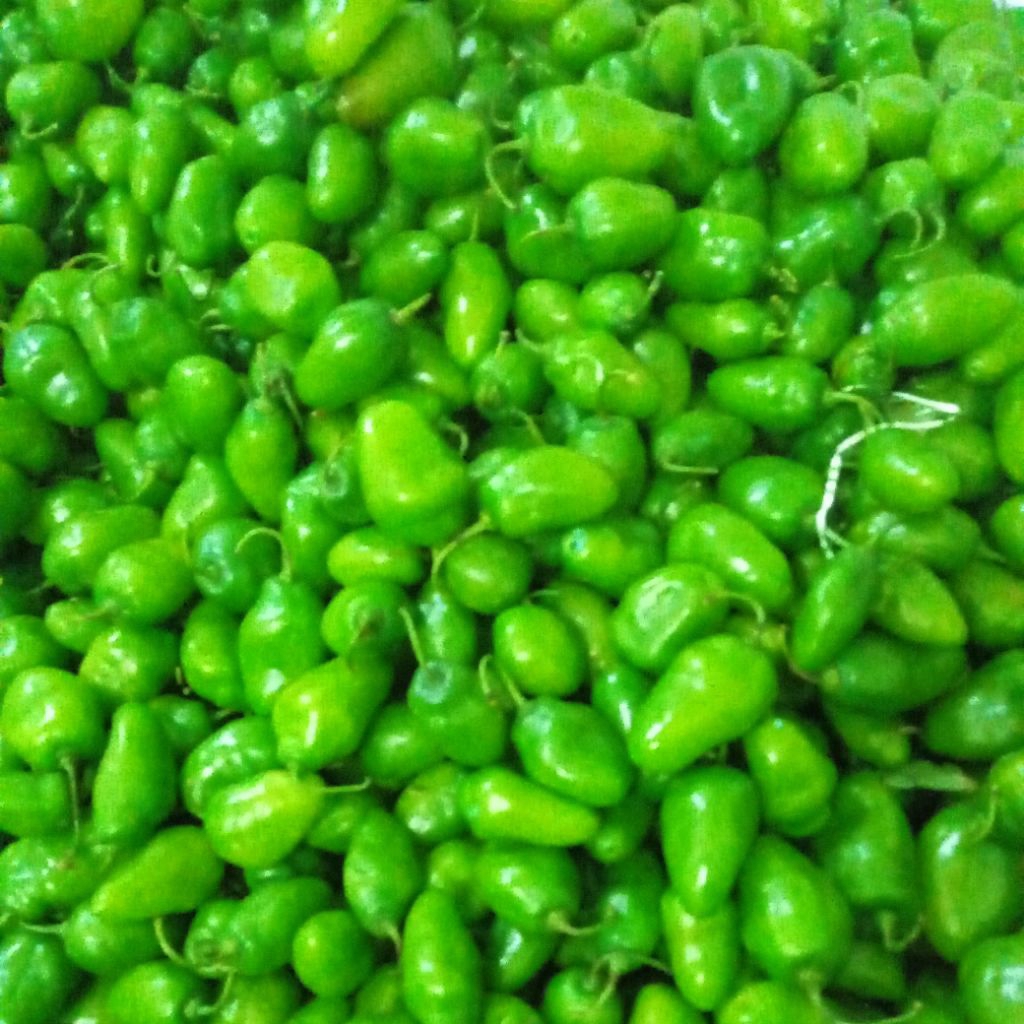 

cabe gendot 500gram