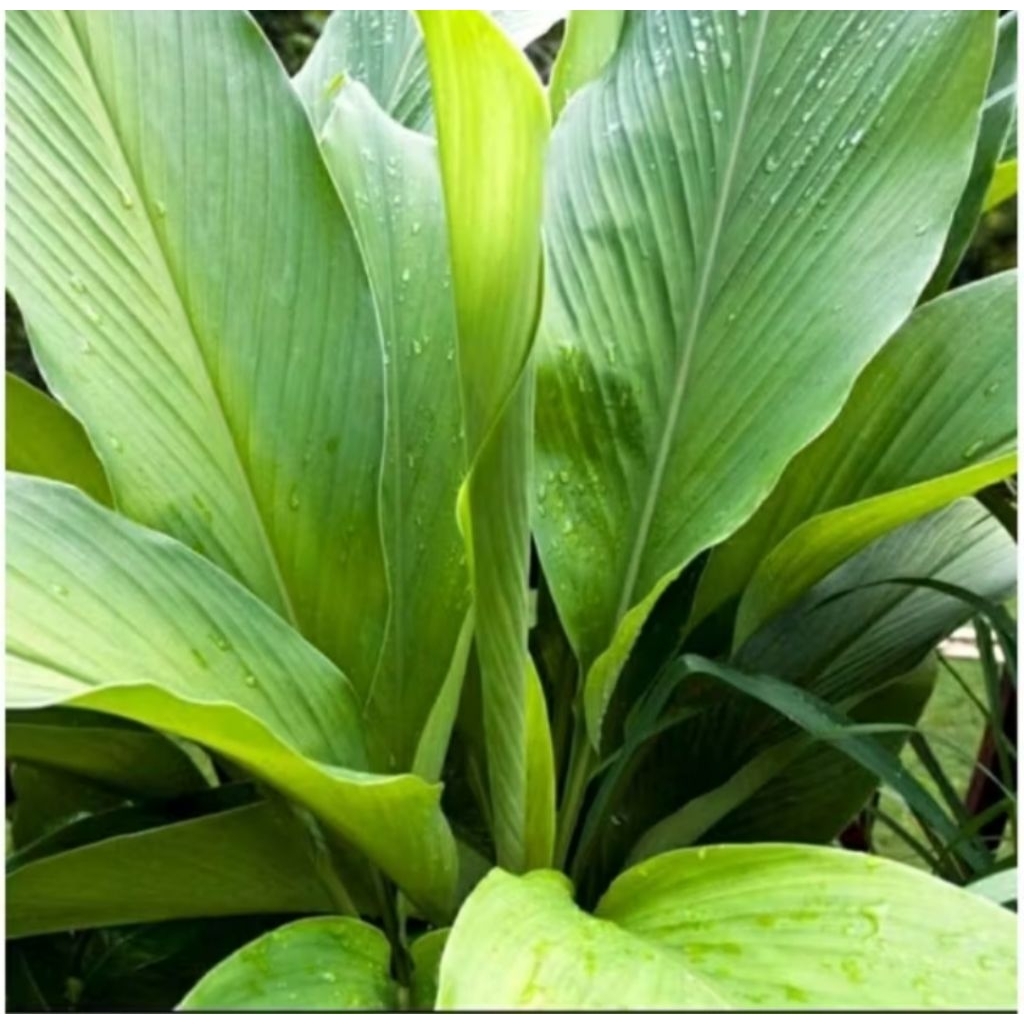 

DAUN KUNYIT FRESH SEGAR 250 GRAM