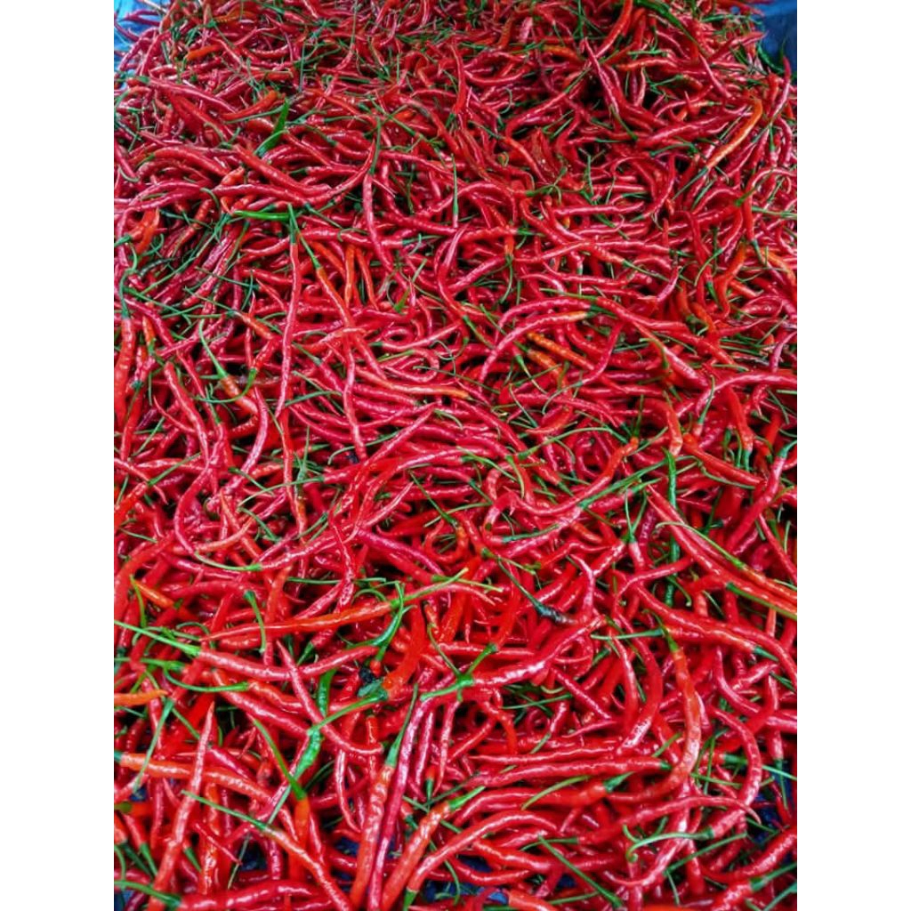 

Cabai Merah Keriting Fresh 1kg Kualitas Premium