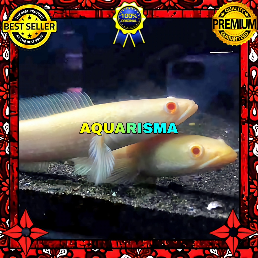 KEBUTUHAN AKUARIUM - SNAKEHEAD CHANNA GABUS STRIATA ALBINO XHANTIC RED EYES 8-9 CM