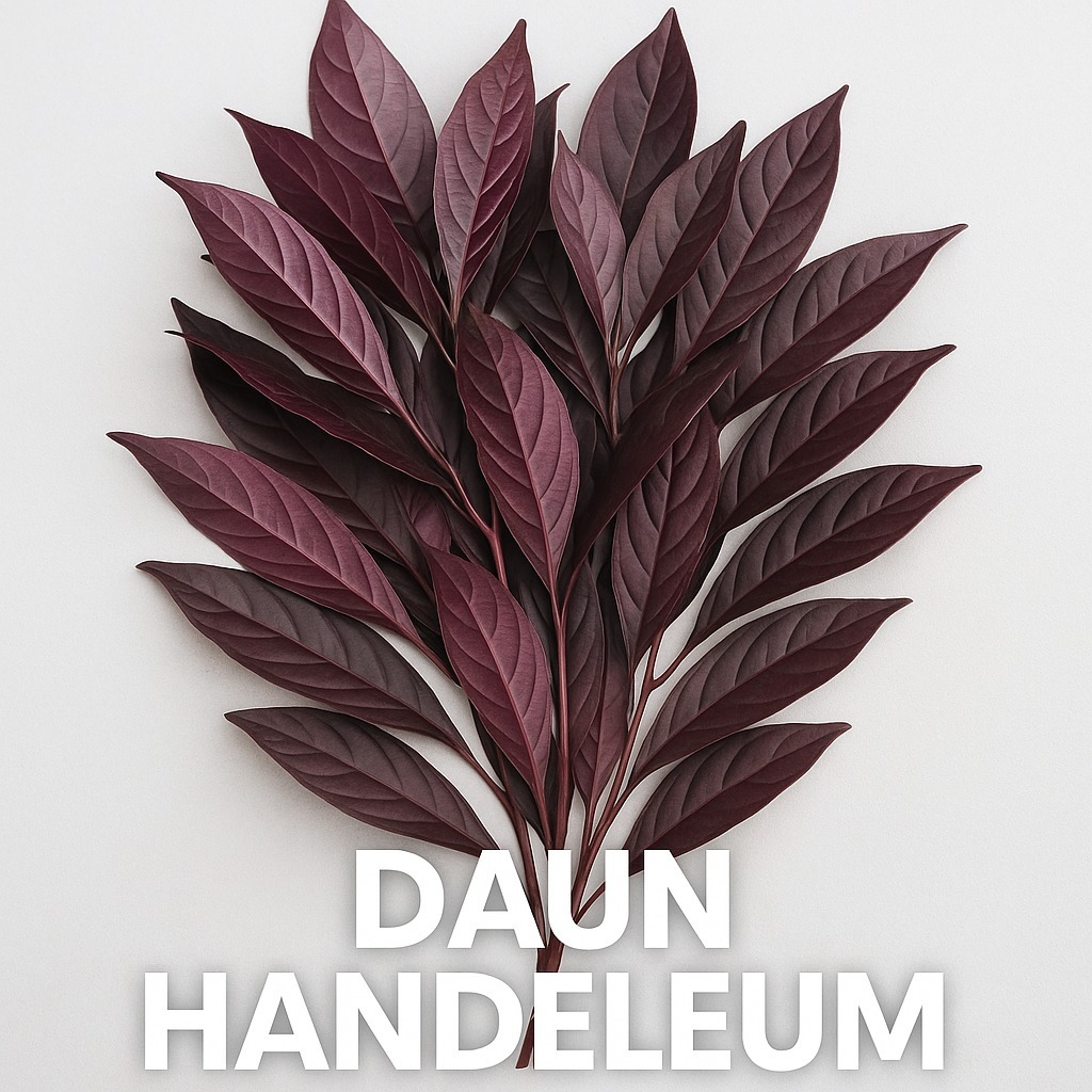 

daun ungu - daun handeuleum - daun handeleum - daun wungu obat wasir alami