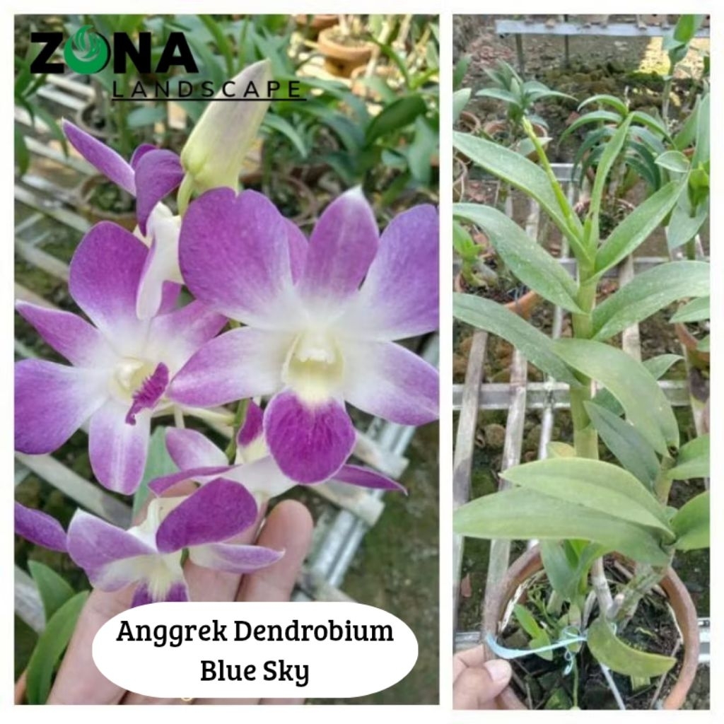 Bunga Anggrek Dendrobium Blue Sky (+Pot Tanah Liat & Media) Anggrek Dendro Import