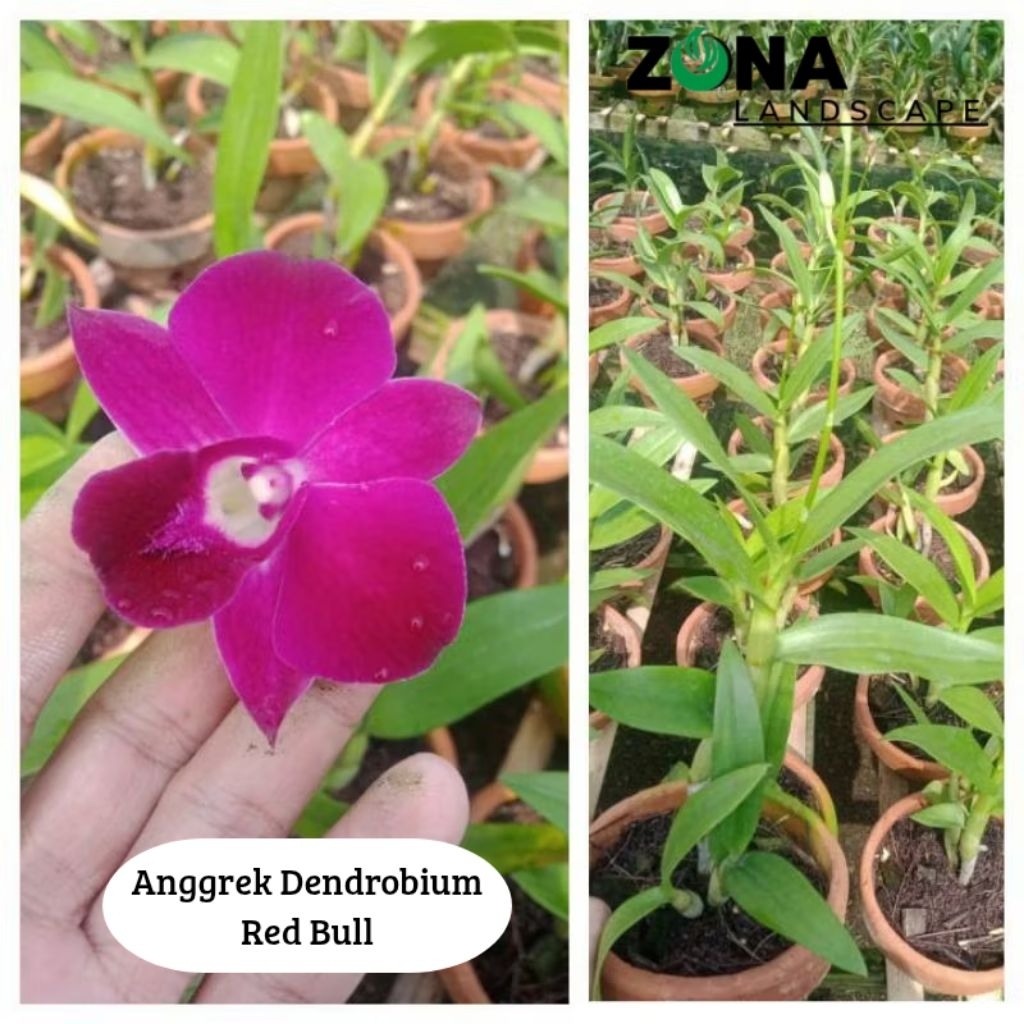 Bunga Anggrek Dendrobium Red Bull (+Pot Tanah Liat & Media) Anggrek Dendro Import