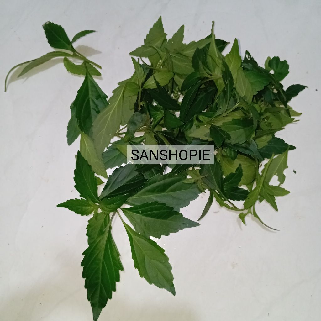 

Daun kumis kucing segar MURNI daun tanpa batang kemasan 100 gram