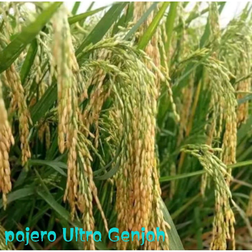benih padi pajero ultra genjah 5kg