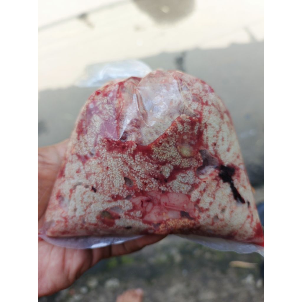 Full Telor Ikan Mas Berat 1/2Kilo umpan galatama ikan lele