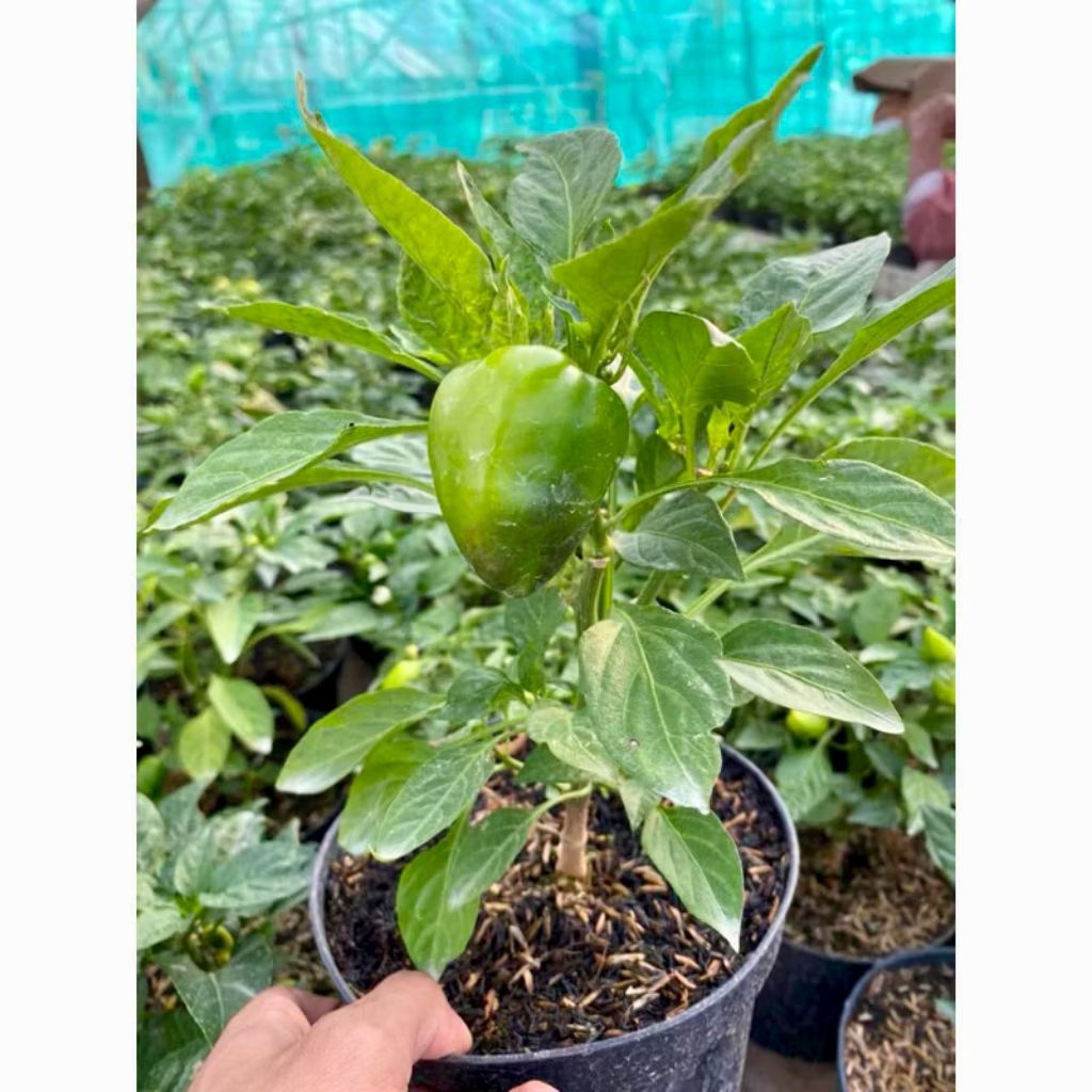 

Tanaman Cabai Paprika Rasa Manis Cabe Meksiko Mexico