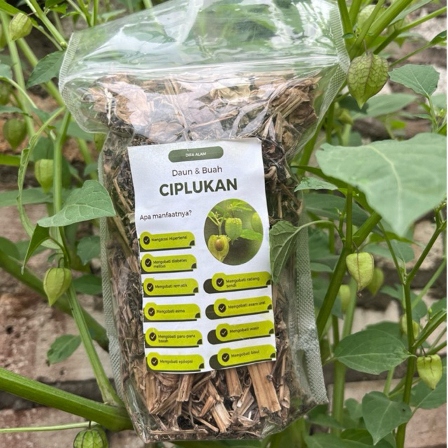 

Daun ciplukan kering 100 grm gratis dikit yg fresh untuk membuktikan keaslian x
