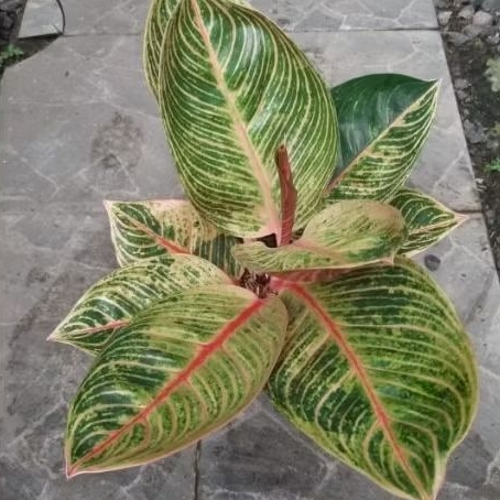 Aglaonema Kresna