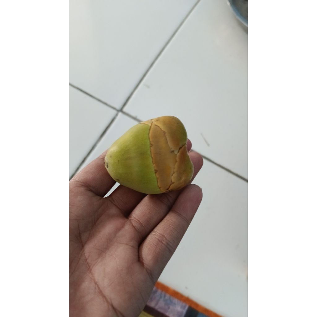 

BELULUK ATAU TEMBULUK SEGAR