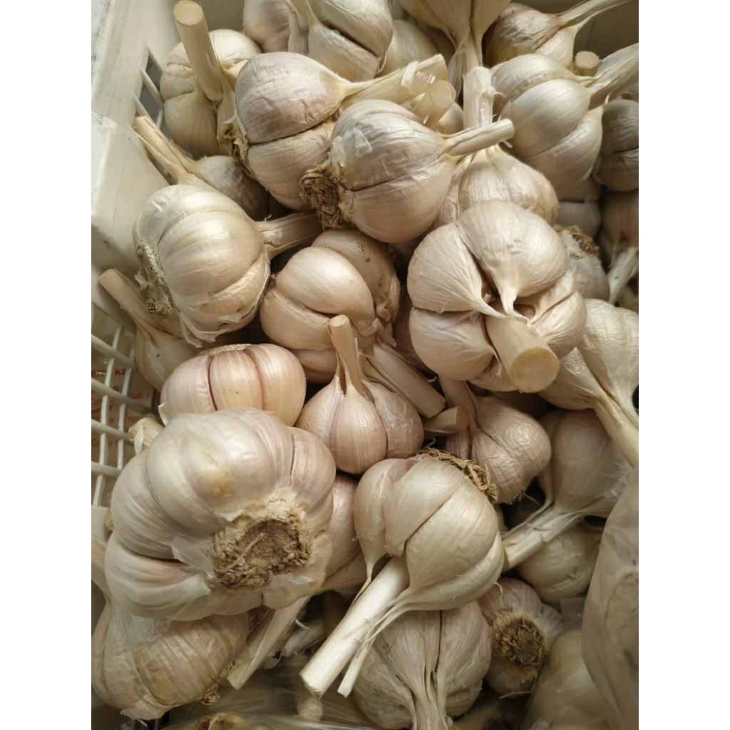 

Bawang putih KATING